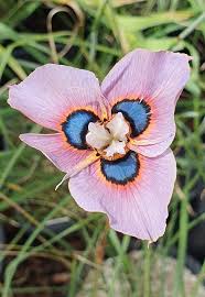 Image result for Moraea natalensis