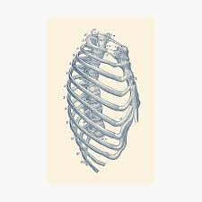 Check spelling or type a new query. Rib And Pelvis Diagram Photographic Print By Vaposters Redbubble