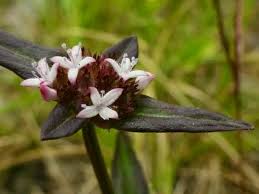 Image result for Spermacoce schlechteri