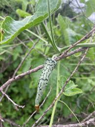 Image result for Kedrostis leloja