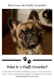 Frenchie puppies can become unpleasant little. What Is A Fluffy Frenchie Dog Breeds Little Long Haired French Bulldog Best Dog Toys