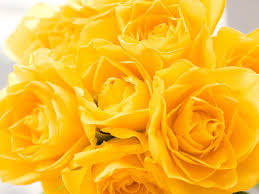 Check spelling or type a new query. Yellow Rose Flower Wallpapers Wallpaper Cave