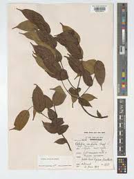 Image result for Alafia orientalis