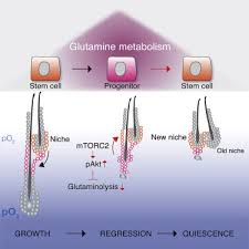 Should you have abused drugs in the past, you have to be aware of the fact that, even after a a standard hair follicle analysis covers a period of approximately 90 days (3 months), but can vary depending on the growth rate of the hair. Glutamine Metabolism Controls Stem Cell Fate Reversibility And Long Term Maintenance In The Hair Follicle Sciencedirect