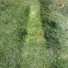 Visit us, search pages, related terms, related results Thatch Removal Dethatching Lawns Thatching Rake Australia 2021