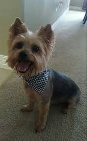 Pin On Yorkie 3