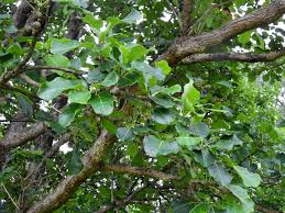 Image result for Terminalia mollis