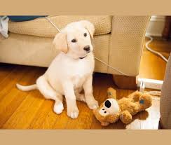 The goldador or golden labrador is a designer breed created through the cross of the golden retriever and the labrador retriever. Embark Dog Dna Test Breed