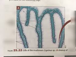 Image result for Coprinus sp.