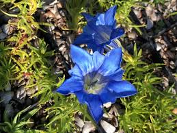 Image result for Dierama parviflorum