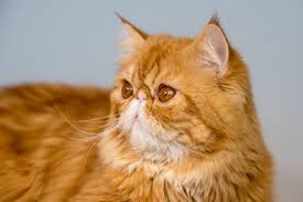 Exotic Shorthair Kitten Images Free Vectors Stock Photos Psd
