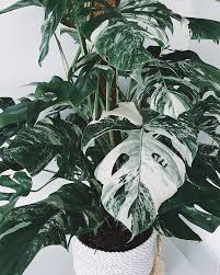 Pin On Statement Plants