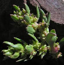 Image result for Lintonia nutans