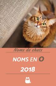 idees de noms de chats en o noms de chat chat et idee nom de chat