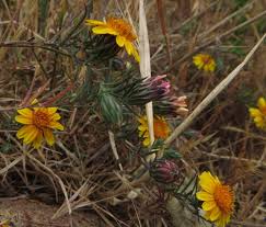 Image result for Nesaea linearis