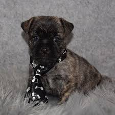 Check out our fantastic pug puppies for sale, from the finest breeders, and you can't help but fall in. Pug Mixed Puppies For Sale In Pa Ridgewood S Pug Mixed Adoptions