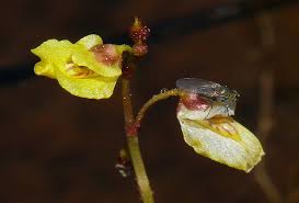 Image result for Utricularia  minor