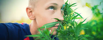High Worden Zonder Cannabis