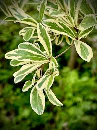 Image result for Terminalia mollis
