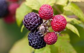 Click to see full answer List Of Types Of Berries Gardening Channel
