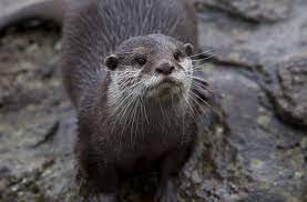 North American River Otter Otters River Otter Sea Otter