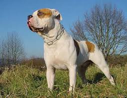 American bulldog and alapaha blue blood bulldog #americanbulldogs американские бульдоги ева,джонни.хозяйство.индюшата.\american bulldogs eva, johnny. American Bulldog 2021 Wesen Bilder
