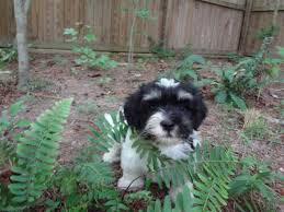 If you are unable to find your havanese puppy in our puppy for sale or dog for sale sections, please consider looking thru thousands of havanese dogs for adoption. Akc Havanese Pups Males And Females For Sale In Garner North Carolina Classified Americanlisted Com