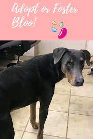 Meet Bloo The Shelter Pet Project Animal Shelter Volunteer Foster Dog