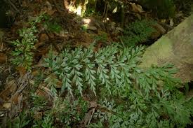Image result for Asplenium aethiopicum