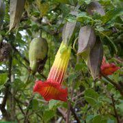 Image result for Dolichandrone alba