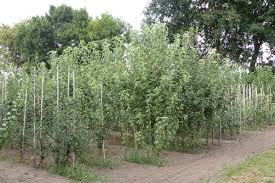 Die richtige pflanzung gehört zu den wichtigsten maßnahmen beim pflanzen eines obstbaums gibt es so einiges zu beachten. Bio Obstbaume Pflanzen