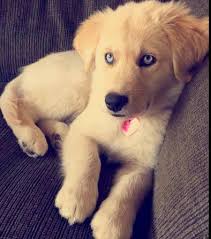 Greenfield puppies has been finding homes for puppies since 2000. Golden Retriever Welpen Kaufen Ebay