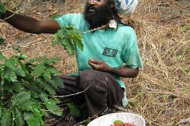 Get info on coffee plantation. Standing Spring Coffee Tours Best Attractions In Jamaica