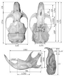 / posted on april 1, 2010 | tinggalkan komentar. Animals Free Full Text Biometric Analysis Of Cranial And Somatic Features In The Pannonian Root Vole Html
