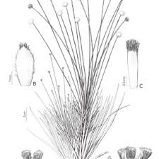 Image result for Syngonanthus longibracteatus