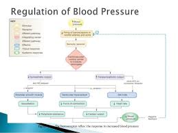 The microbiome helps to regulate blood pressure and digestion although reviled for its foul smells, the digestive tract is actually a hugely important organ that extracts energy and nutrients from the food you eat, and removes waste products, including excess hormones and cholesterol (among other things) from your body. Arterial Blood Pressure Regulation