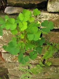 Image result for Oxalis anthelmintica