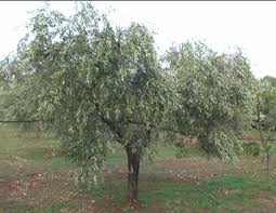 Olivo Varieta Picholine Piante Olive