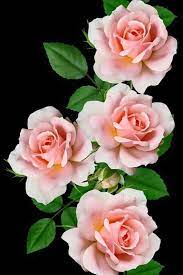 Pin By Rosa Rosa On 111 Roses Beautiful Rose Flowers Beautiful Flowers Beautiful Flowers Wallpapers