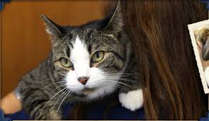 New haven pet hospital offers comprehensive veterinary services for dogs and cats. North Haven Animal Hospital And North Colony Animal Hospital North Haven Ct Veterinarian Wallingford Ct Veterinarian