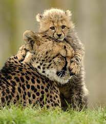 20 Animal Moms Who Have Had Enough Of Their Children Cute Animals Animals Animals Wild