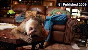 Capuchin monkeyboo takes a hot relaxing bath! Sharing Your Home With A Primate Or If A Cat Just Isn T Enough The New York Times
