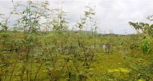 Image result for Mimosa pigra