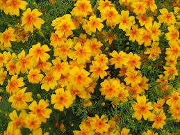 Image result for tagetes)