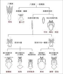 yoco 花枝 透抽 中管 小管 魷魚 烏賊怎麼分 lhzpu5 plurk sea life art animal species ocean art