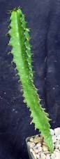 Image result for Euphorbia confinalis
