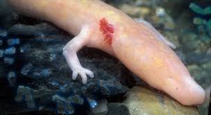 Теломеры протеев удлинились с возрастом. Это происходило независимо от пола