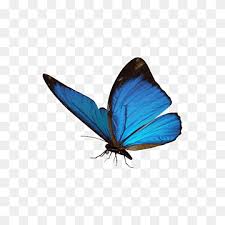 <3 ( click the photo of the outfit you want and it will take you to it or click home to see all the options once your done with a outfit click home to return) Monarch Butterfly Morpho Menelaus Morpho Amathonte Butterfly Blue And Black Butterfly Illustration Blue Brush Footed Butterfly Butterfly Group Png Pngwing