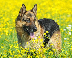 Diese merkmale beschreiben den deutschen schäferhund. Deutscher Schaferhund Junge Urdeutsche Hunderasse Mydog365 Magazin