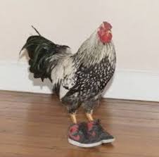 Stream tracks and playlists from galo on your desktop or mobile device. Galo De Nike